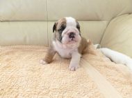 little frankie